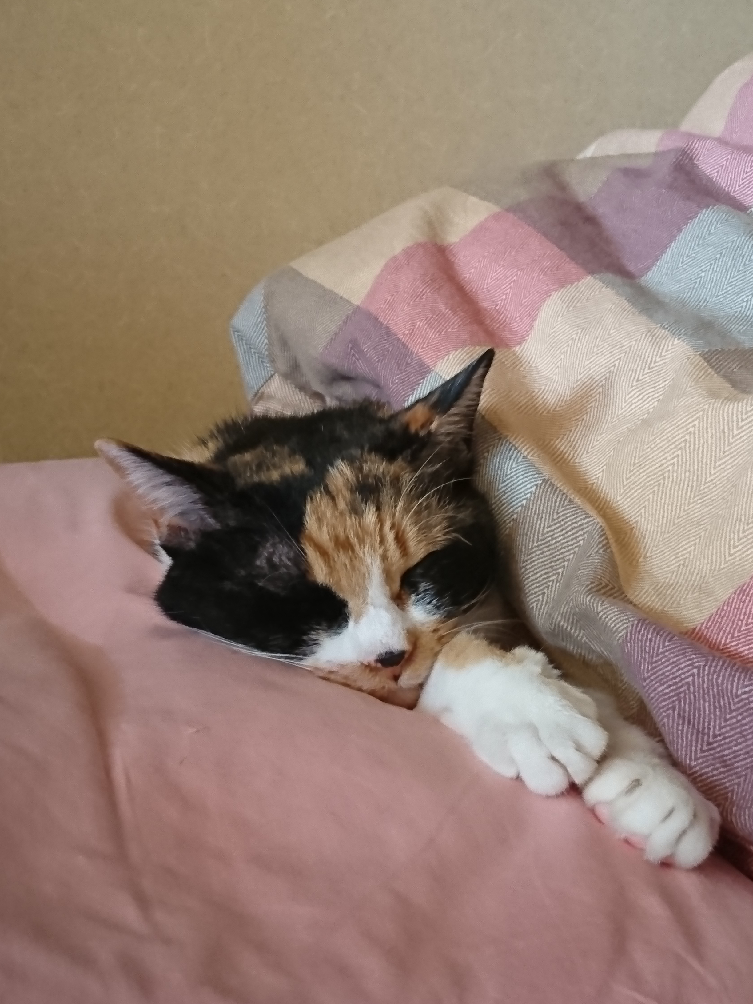 DSC_0090.JPG