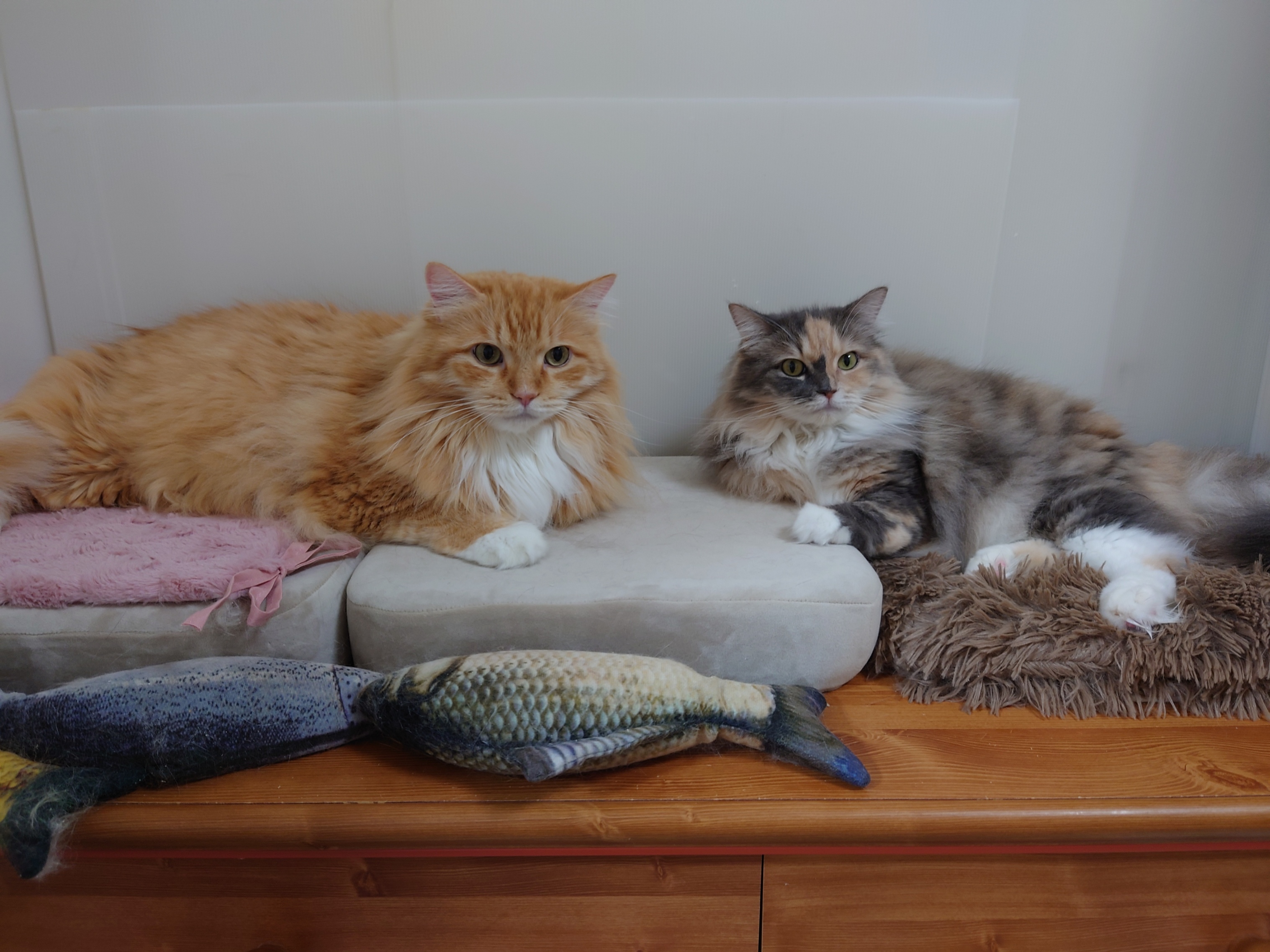 DSC_0952.JPG