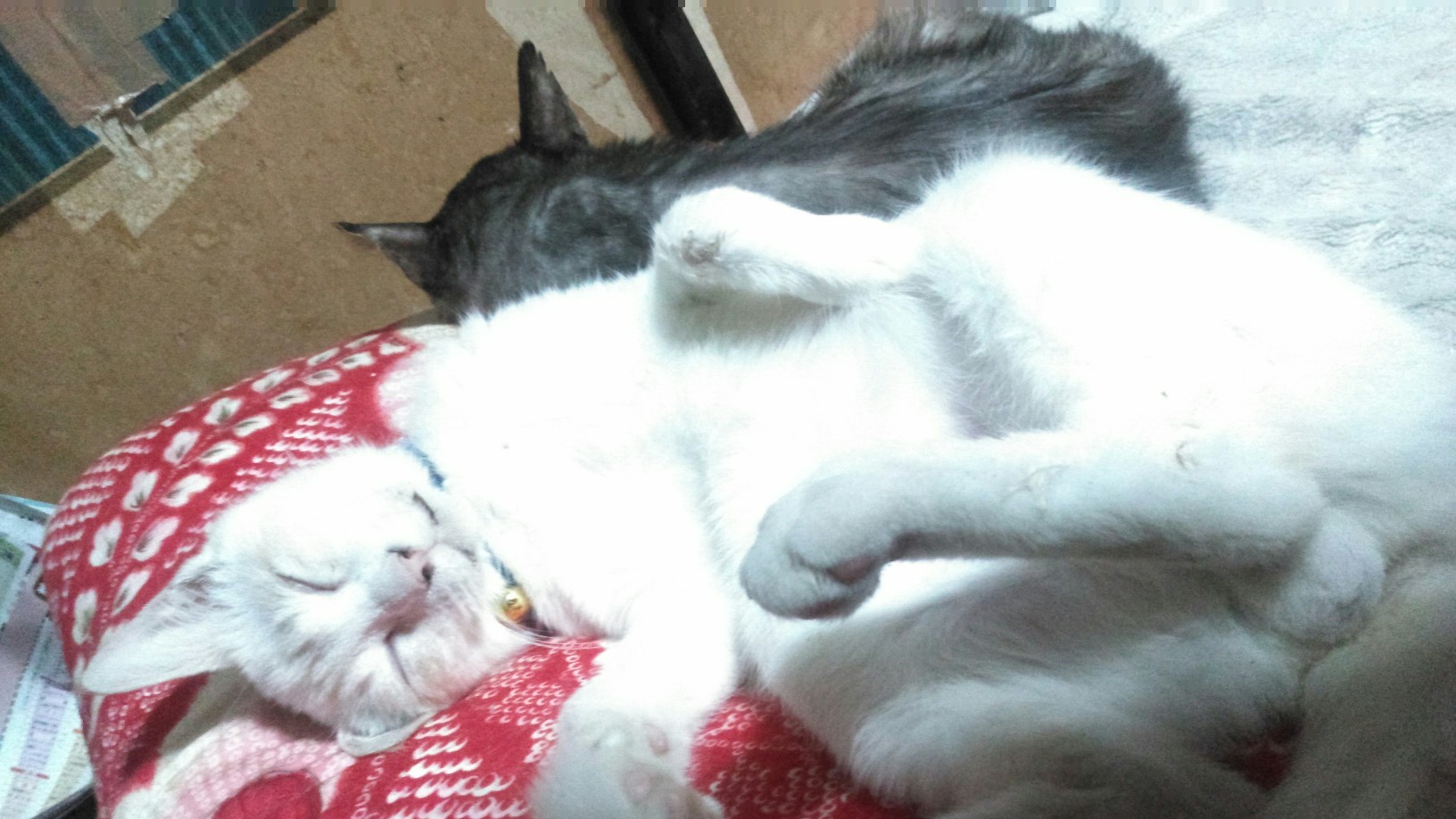 Effect_20190113_125514.jpg