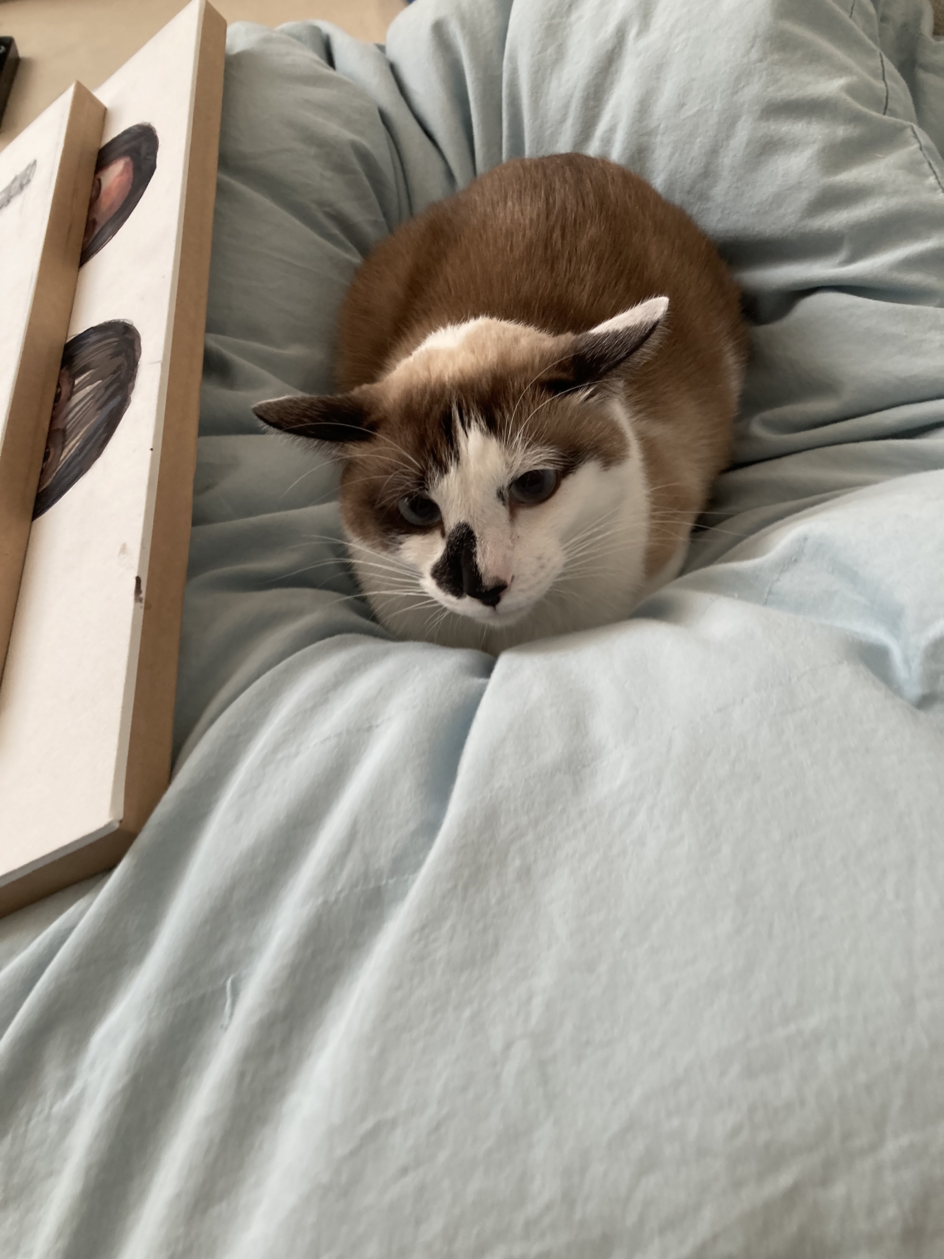 Kotetu.jpg