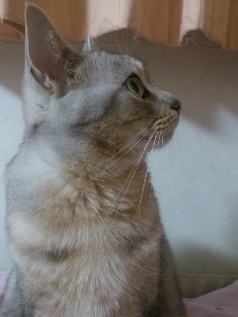SN3V12240001.jpg