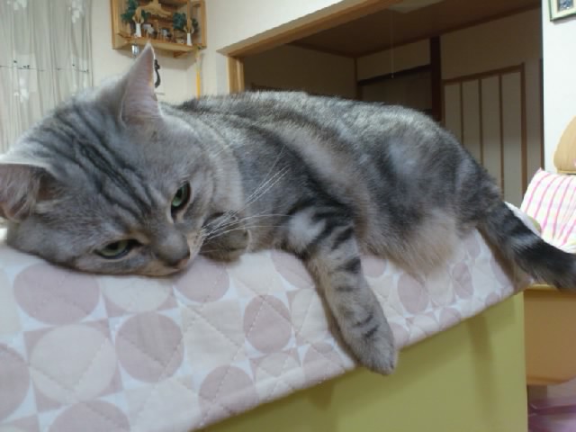 SN3V12370001.jpg