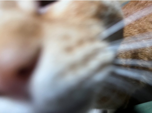 chtiger2.jpg