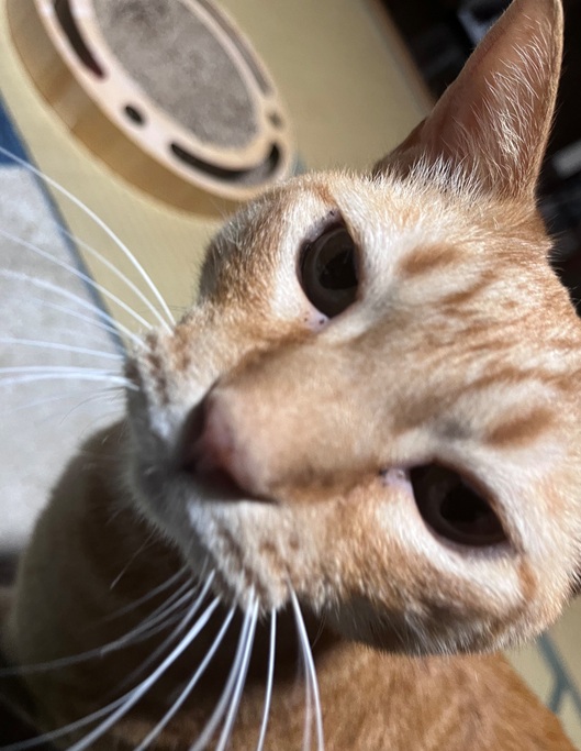 chtiger3.jpg
