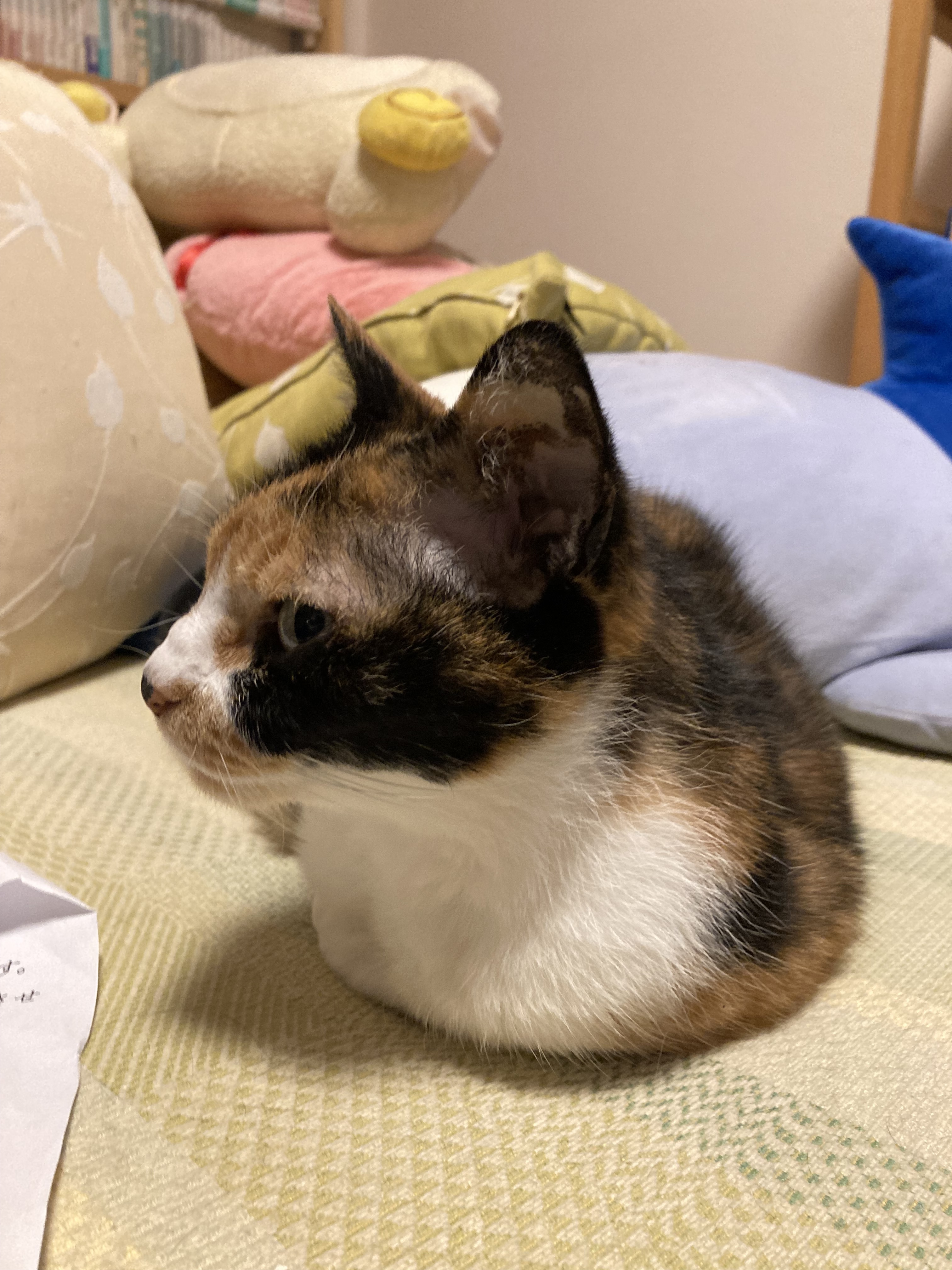 image0Ami.jpg