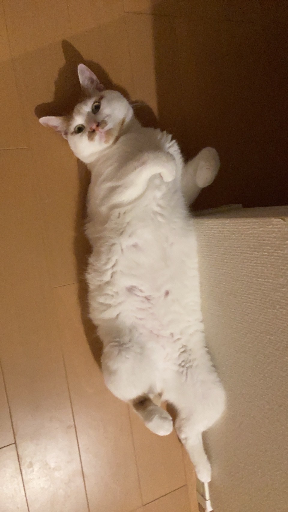 image0keru.jpg