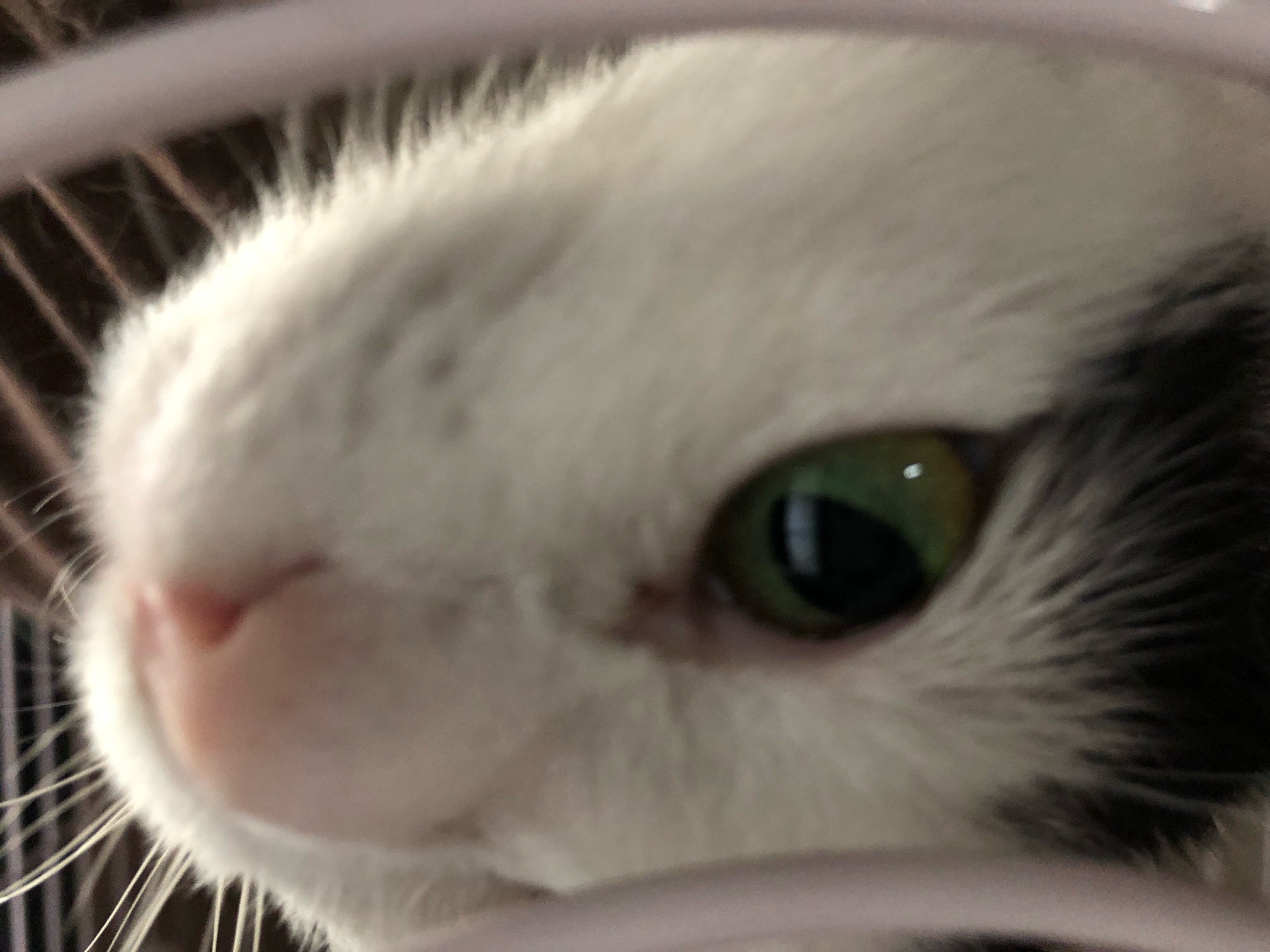image0whitehime.jpg