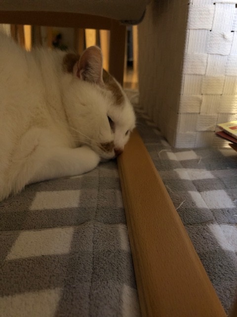 image1855rfdr.jpg