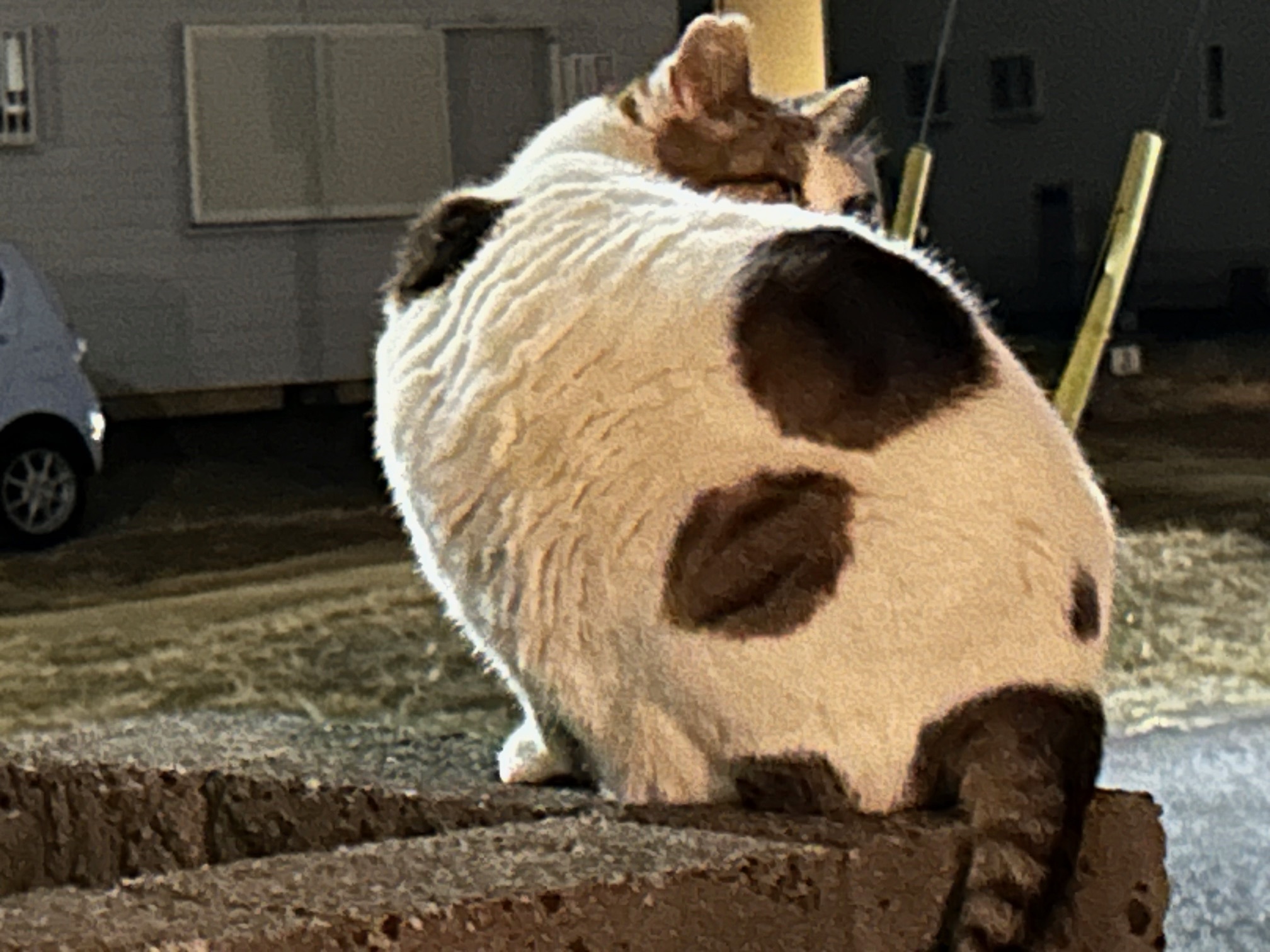 image1bbbuuu.jpg