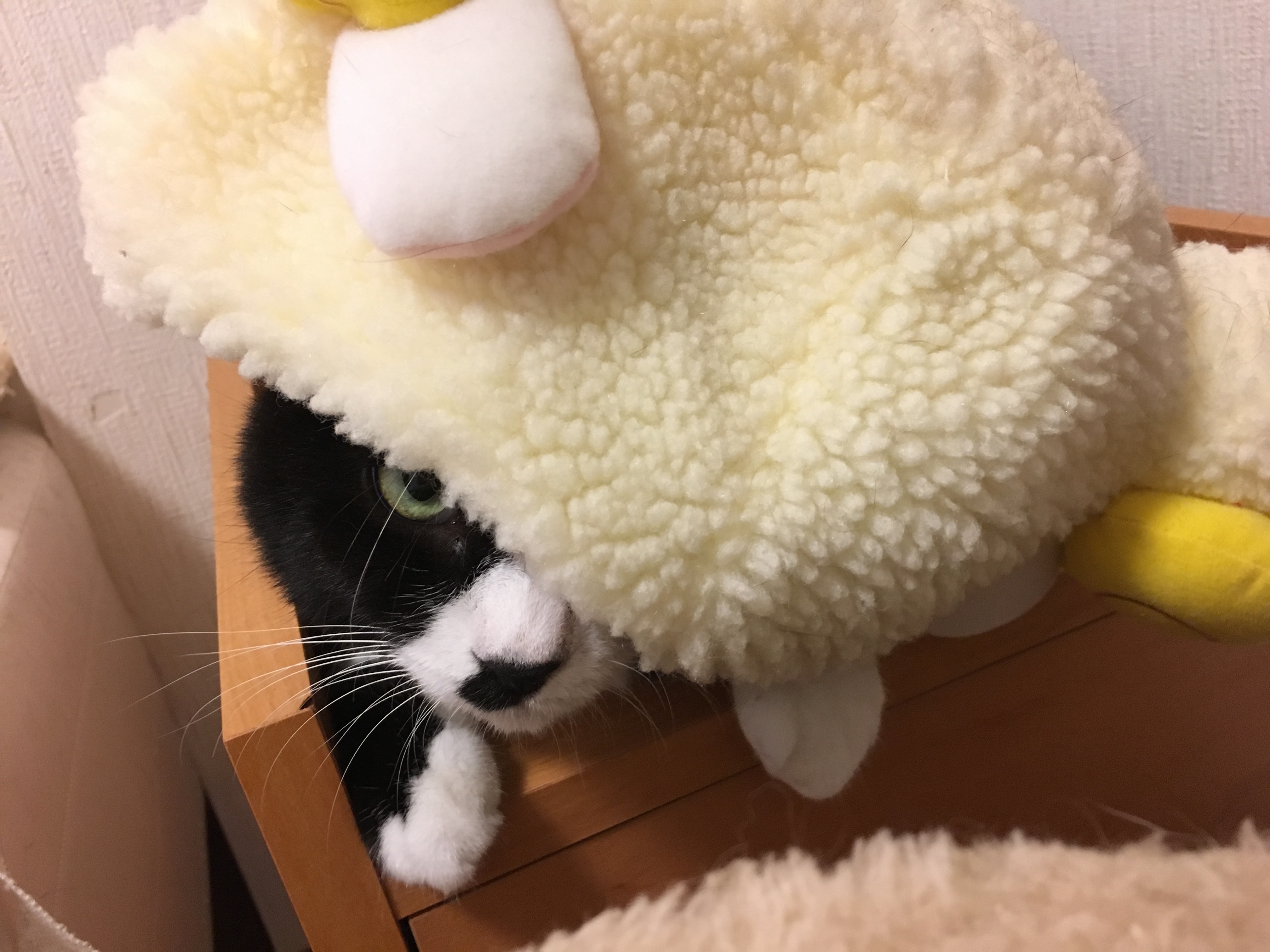 image1cbxgsre.JPG