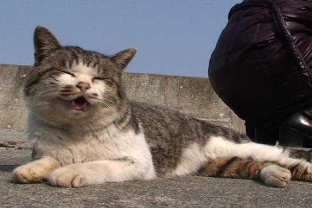 nekotarou07.jpg